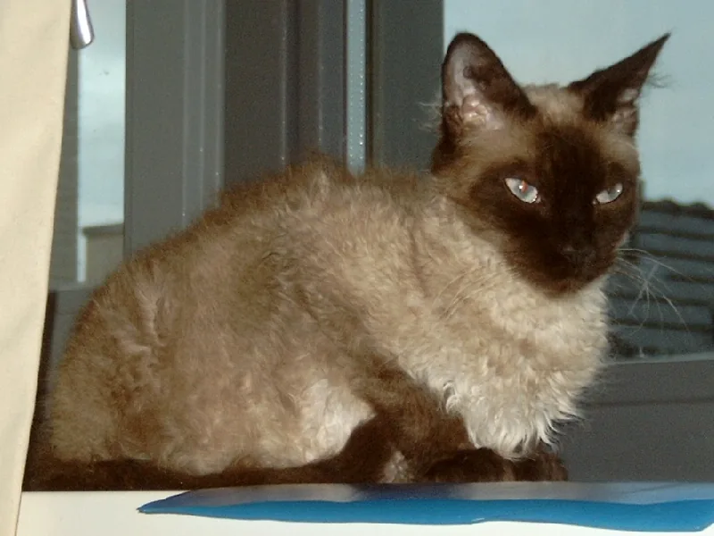 A seal point long-haired LaPerm with a curly coat sitting by a window
