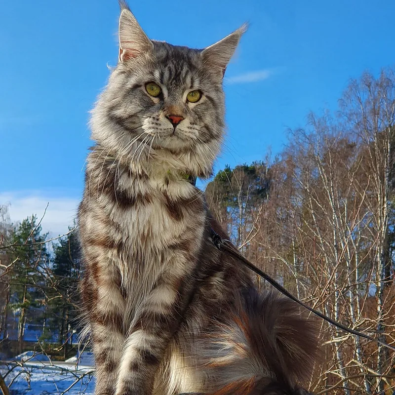 A large silver tabby Maine Coon sitting outdoors on a lead under a blue sky
