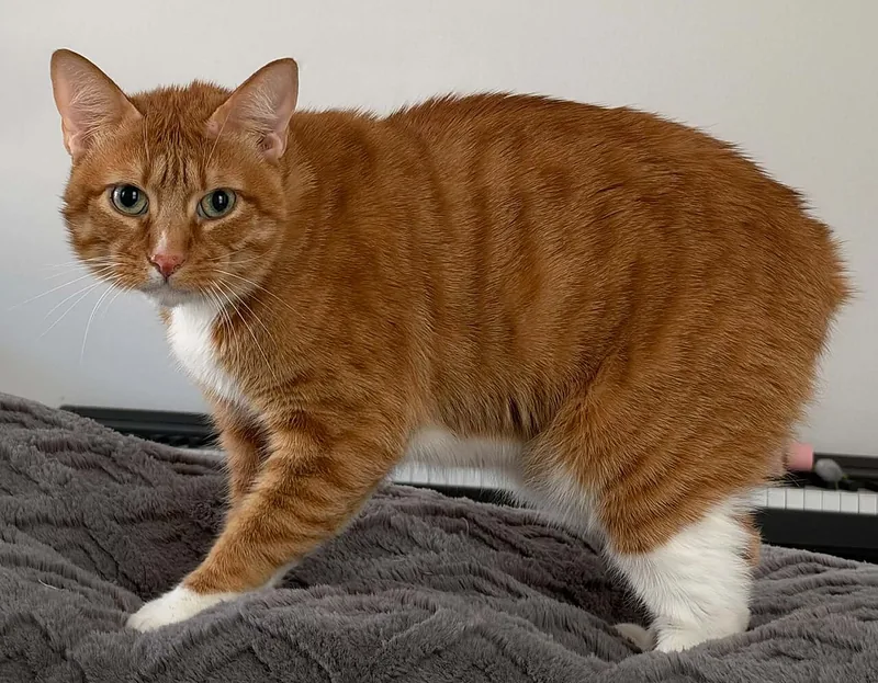 A ginger and white Manx with no tail standing on a grey blanket