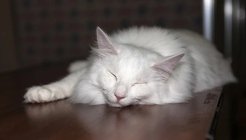 A white long-haired Norwegian Forest Cat asleep, stretched out on a dark table