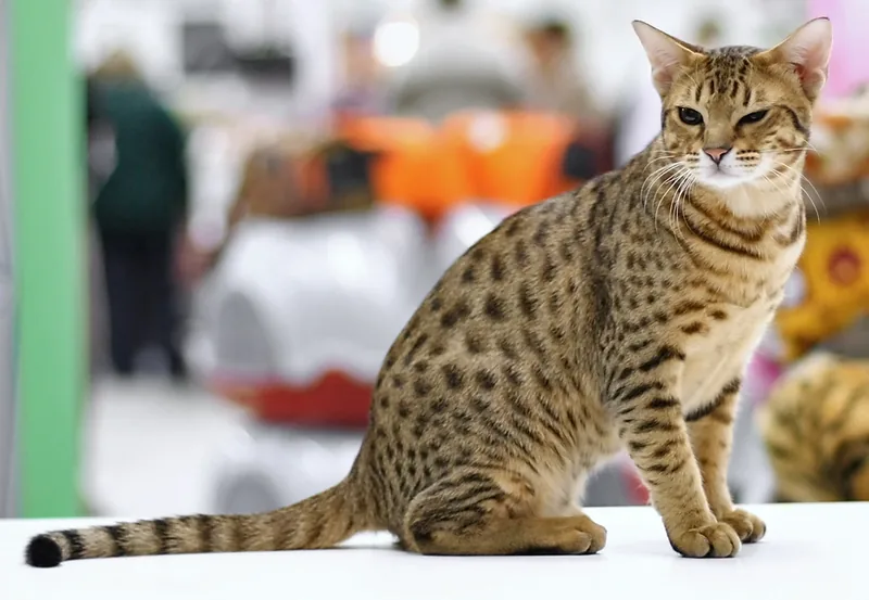 A tawny spotted Ocicat sitting side-on on a white table