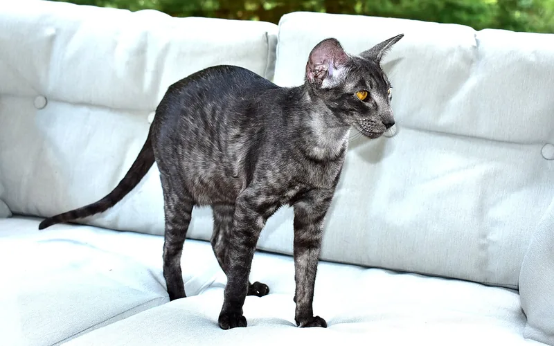 A black smoke Oriental Shorthair standing on a white sofa