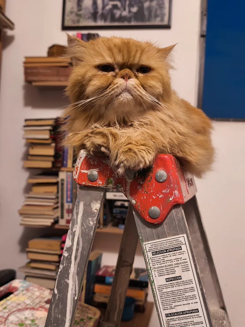 A long-haired red Persian with a flat face perched on a stepladder
