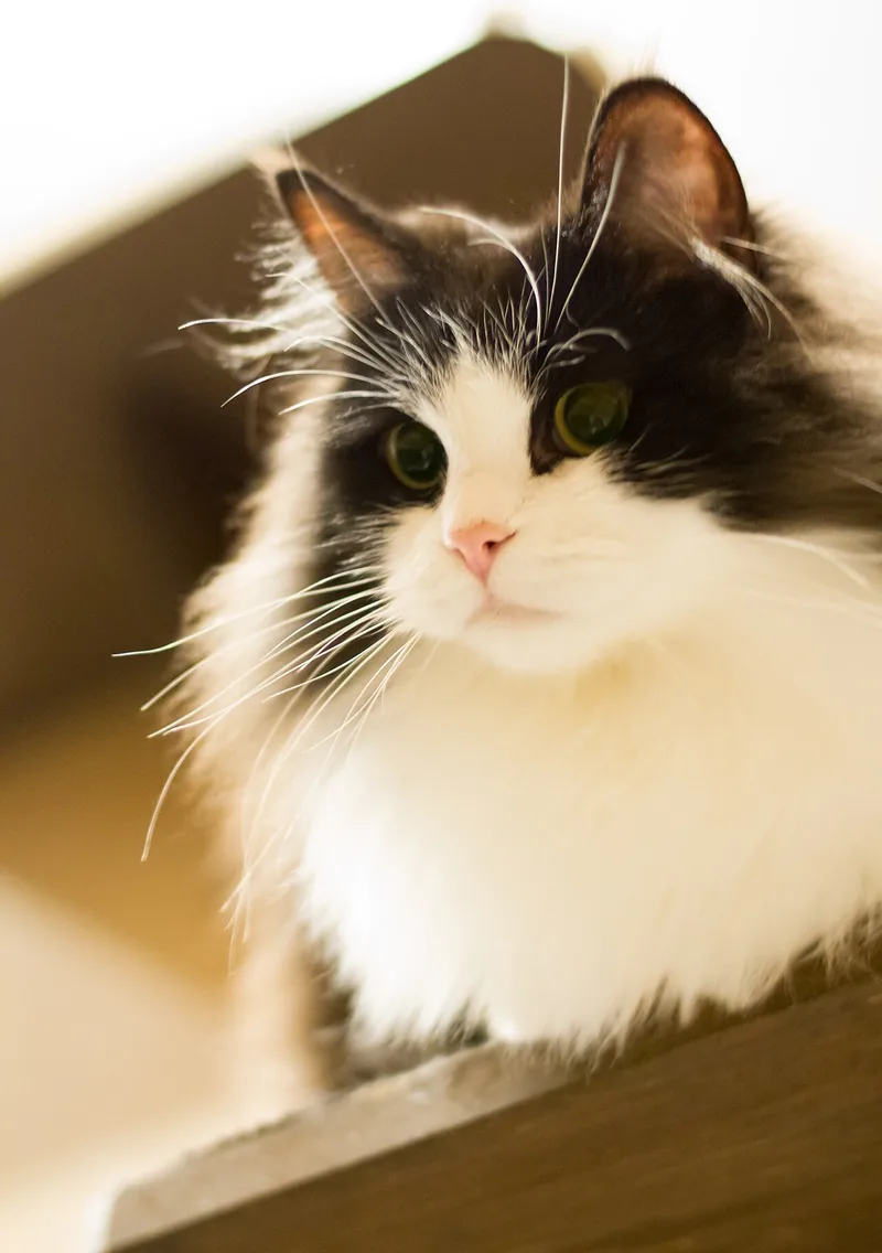 A black and white long-haired RagaMuffin sitting on a ledge