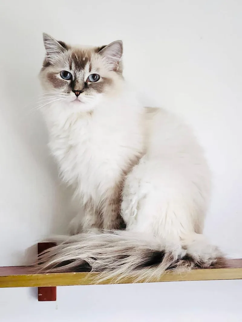 A blue lynx point Ragdoll sitting on a wall shelf against a white wall