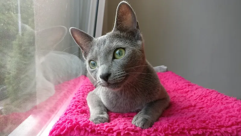 A silver-blue Russian Blue with green eyes lying on a pink mat by a window