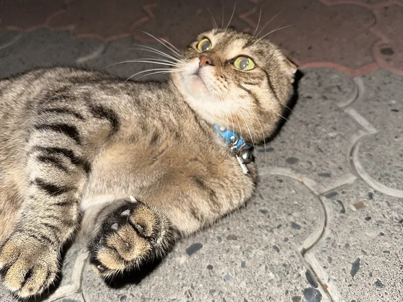 A brown tabby Scottish Fold with folded ears lying on a stone floor