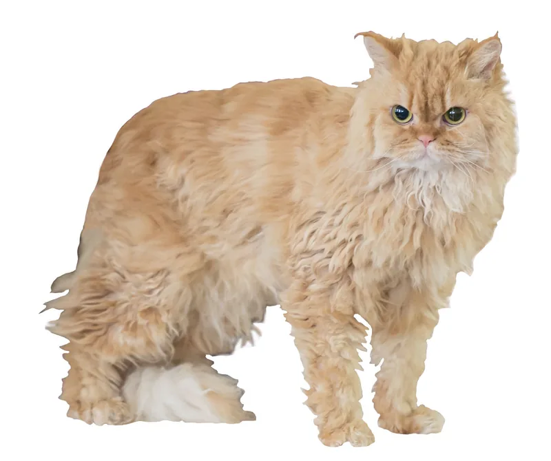 A cream long-haired Selkirk Rex with a curly coat standing on a white background