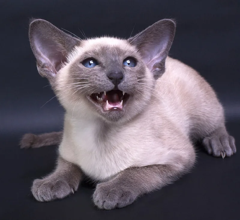 A blue point Siamese lying down with its mouth open, on a dark background