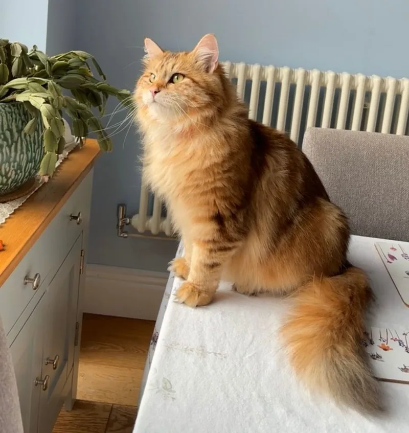 A long-haired red Siberian sitting on a table and looking up
