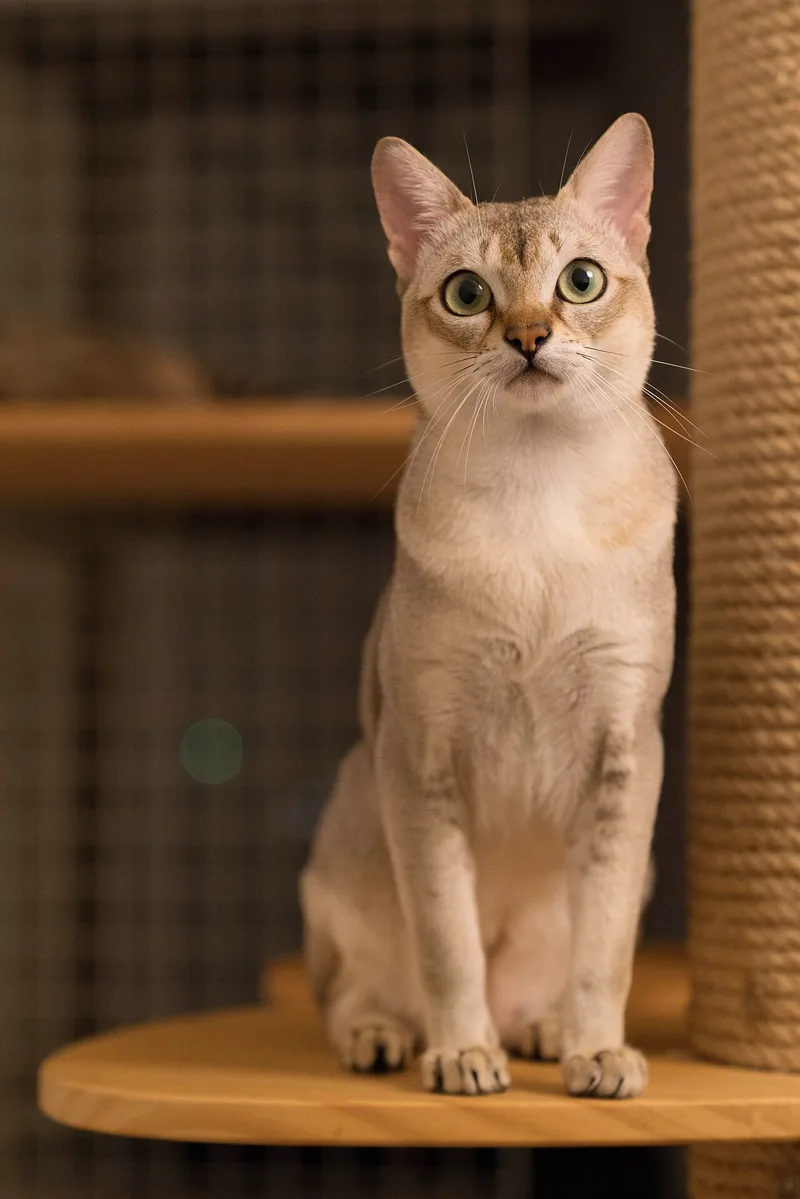 A small ticked Singapura sitting on a round cat tree platform