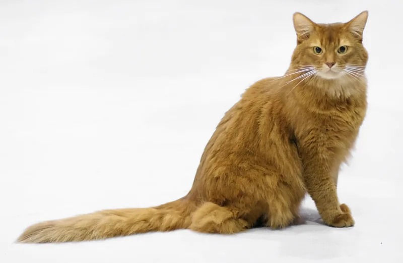 A long-haired cinnamon Somali sitting on a white background