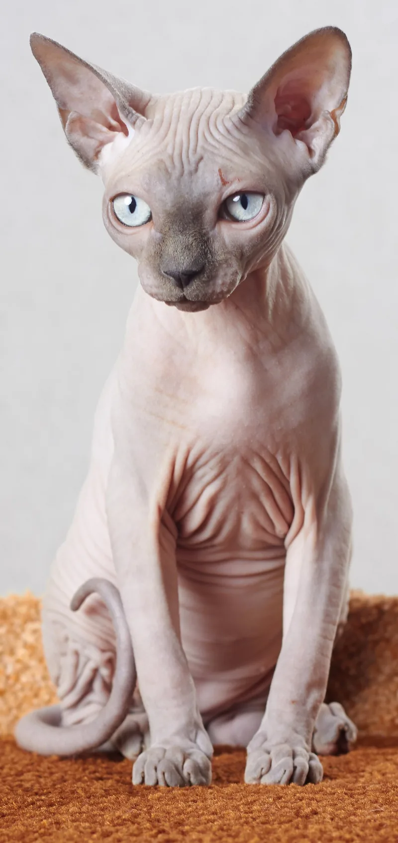 A hairless pink Sphynx kitten sitting upright on a brown mat