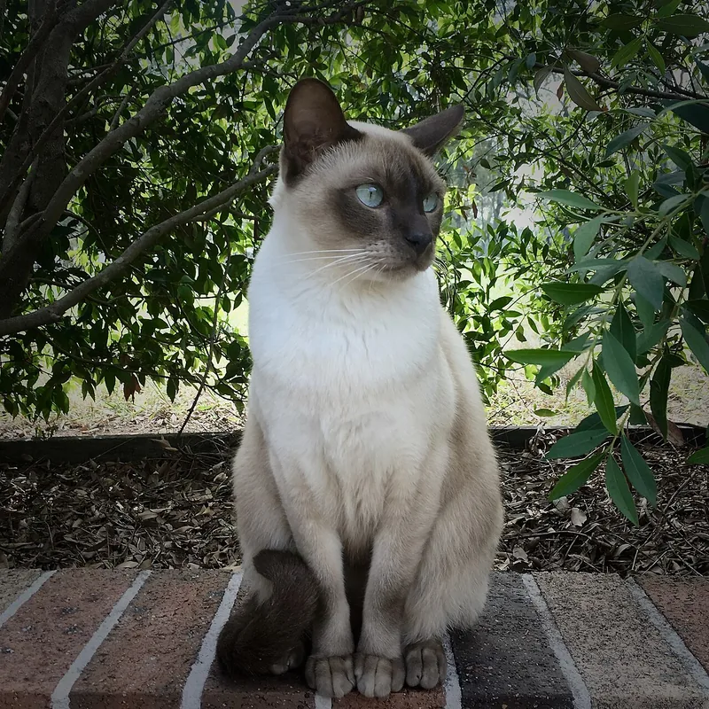 A Tonkinese with dark points sitting on a brick path in a garden