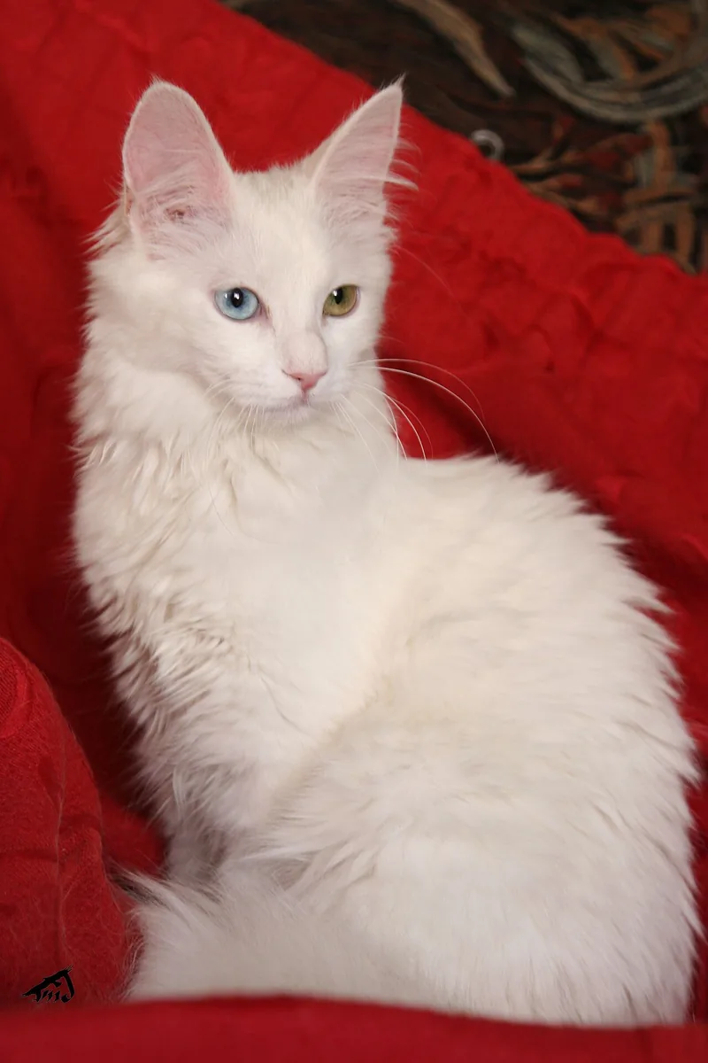 A white long-haired Turkish Angora with odd-coloured eyes sitting on a red cushion