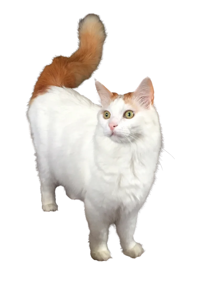 A white Turkish Van with a red tabby tail and red patches on its head, standing