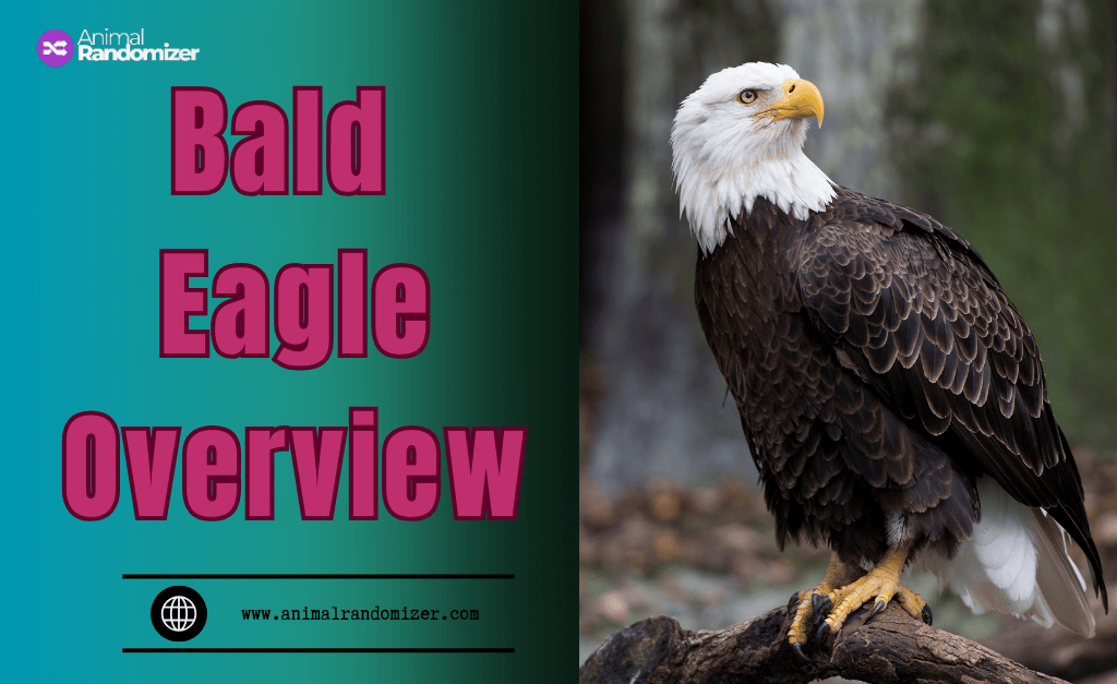 The Majestic Bald Eagle: A Comprehensive Overview