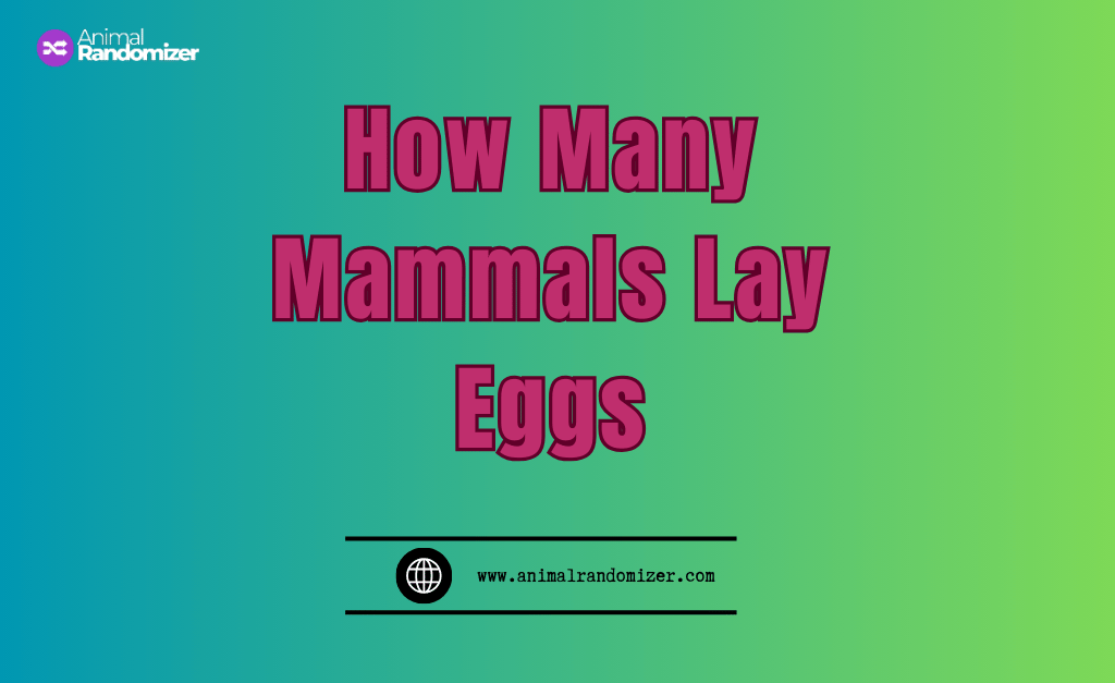 How Many Mammals Lay Eggs? A Simple Guide