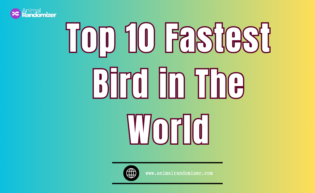 Top 10 Fastest Birds in the World